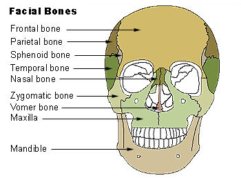 nasal bones